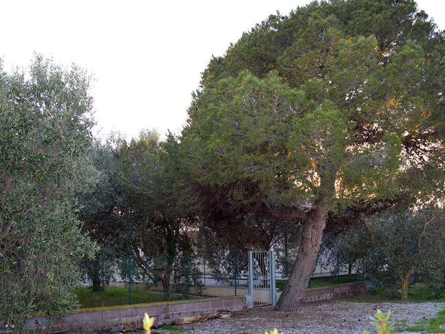 Agriturismo Olivomare Piombino Eksteriør bilde